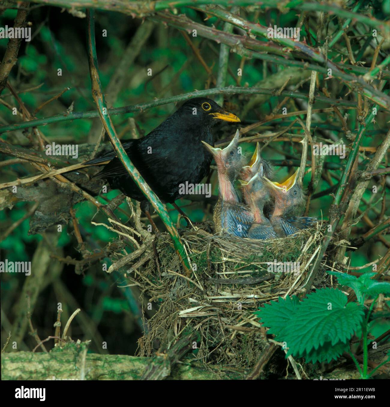 Blackbird, Blackbird, blackbirds (Turdus merula), Blackbirds, Songbirds, Animals, Birds, Blackbird Male at nest with young, young demanding (S) Stock Photo