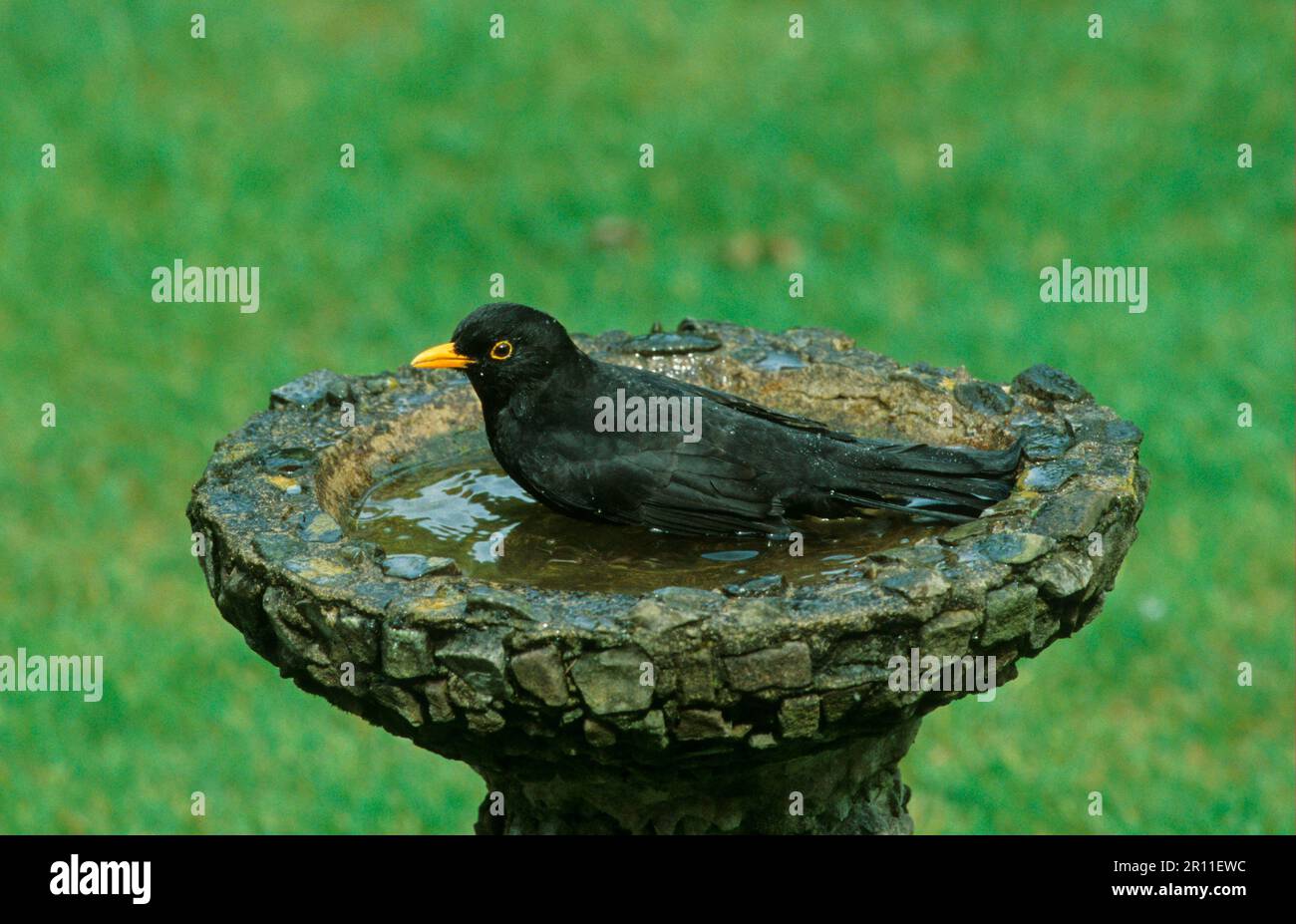 Blackbird, Blackbird, blackbirds (Turdus merula), Blackbirds, Songbirds, Animals, Birds, European Blackbird adult male, bathing in bird bath Stock Photo