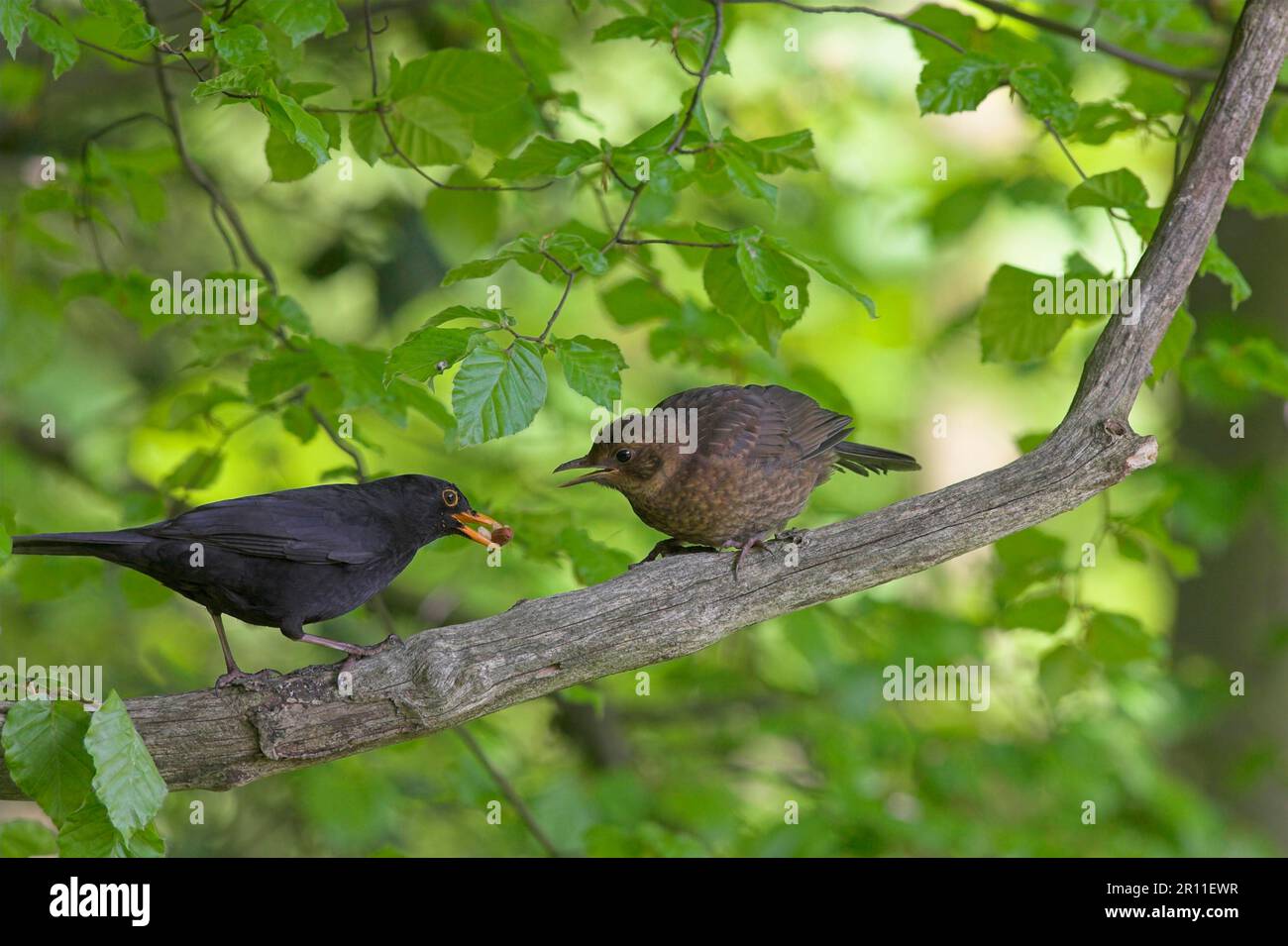 Blackbird, blackbird, blackbirds (Turdus merula), songbirds, animals, birds, European Blackbird adult male, on feeding fledgling, Borders, Scotland Stock Photo