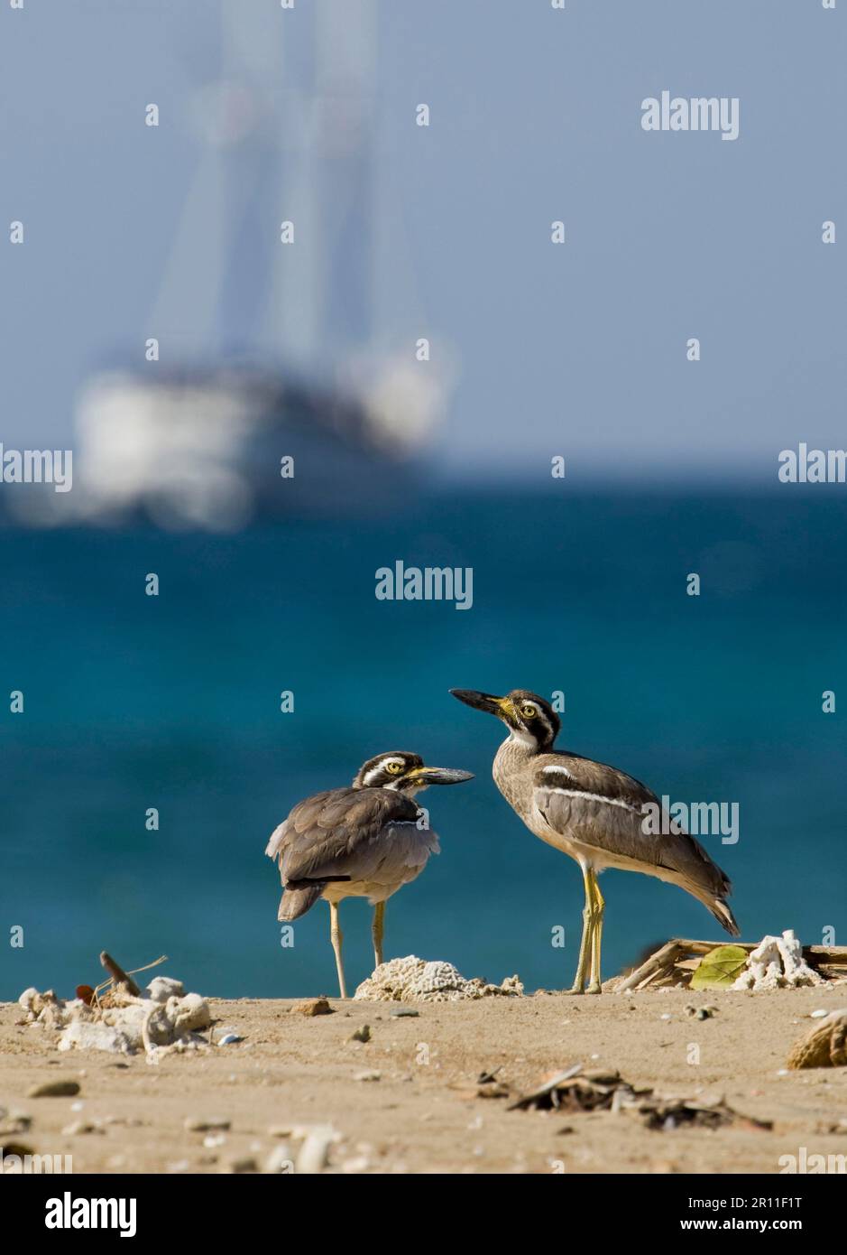 Beach stone-curlew (Esacus giganteus) two adults, standing on the beach, with ship in the background, Komodo Island, Indonesia Stock Photo