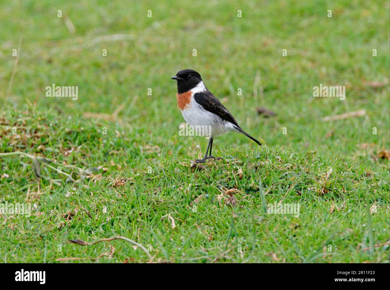 Adult african male stonechat hi-res stock photography and images - Alamy