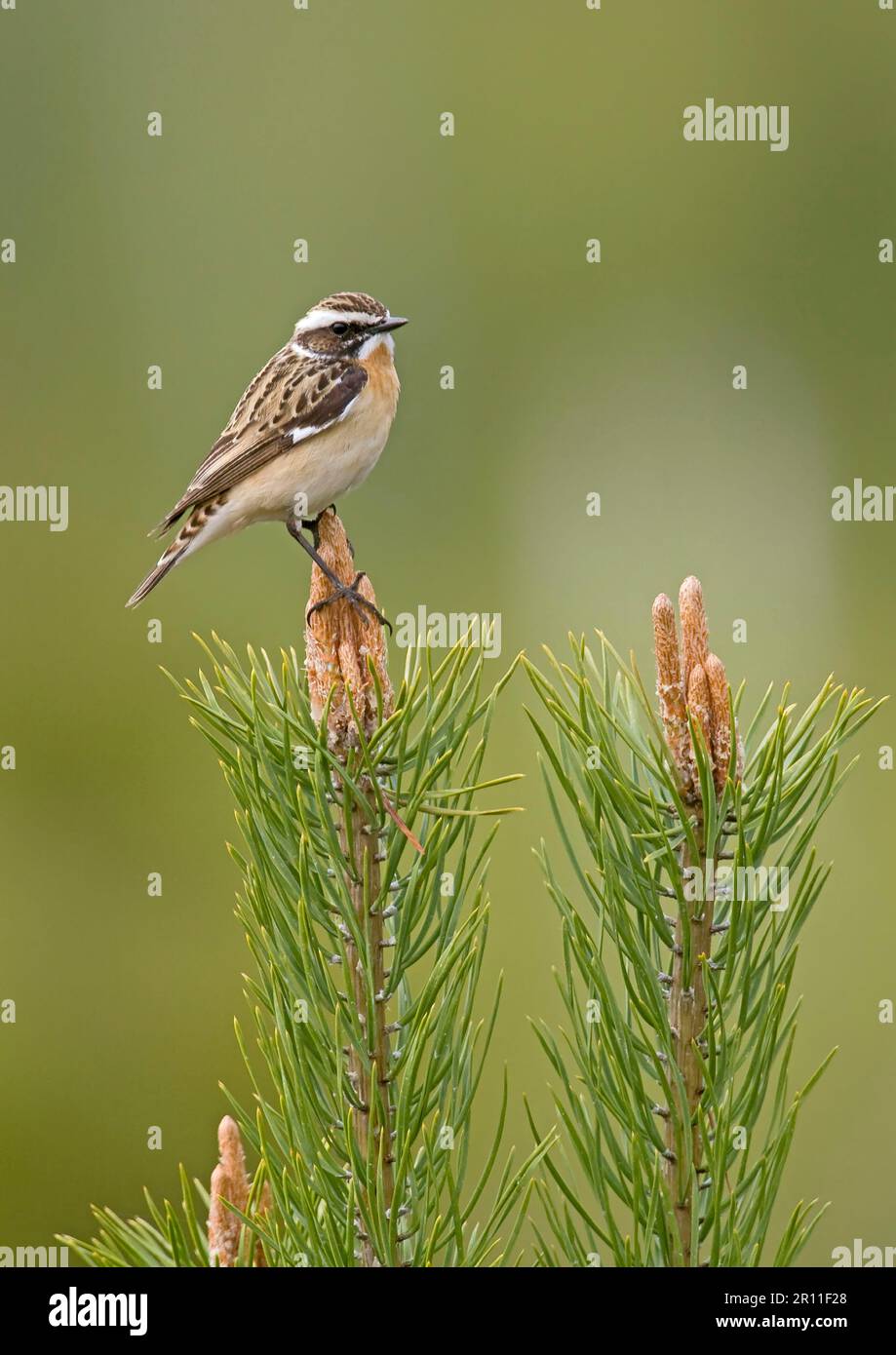Whinchat (Saxicola rubetra), adult male, sitting on flowers of scots pine (Pinus sylvestris), Finland Stock Photo
