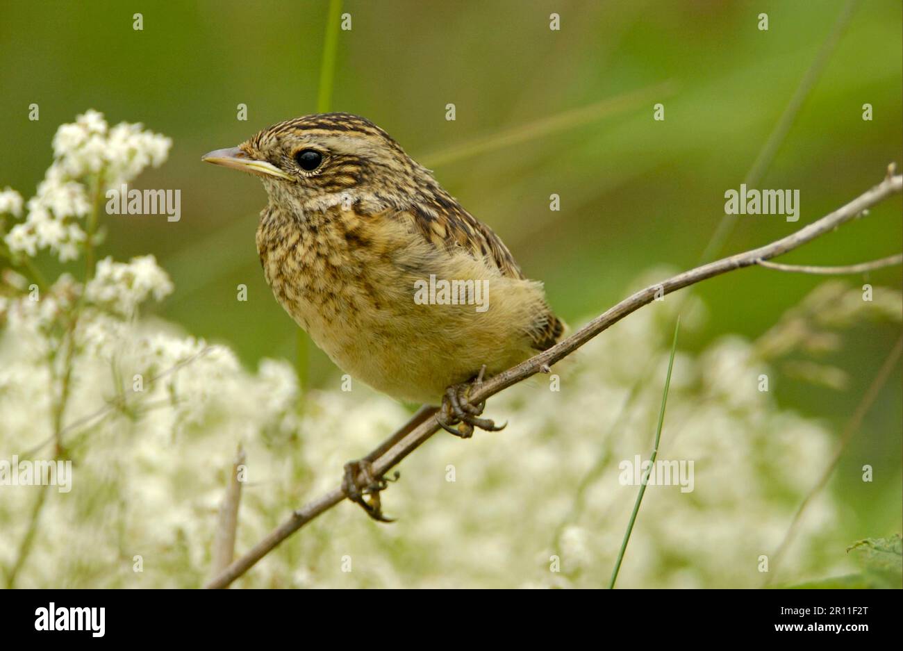 Whinchat (Saxicola rubetra), Songbirds, Animals, Birds, Whinchat Juvenile perched, Britain Stock Photo