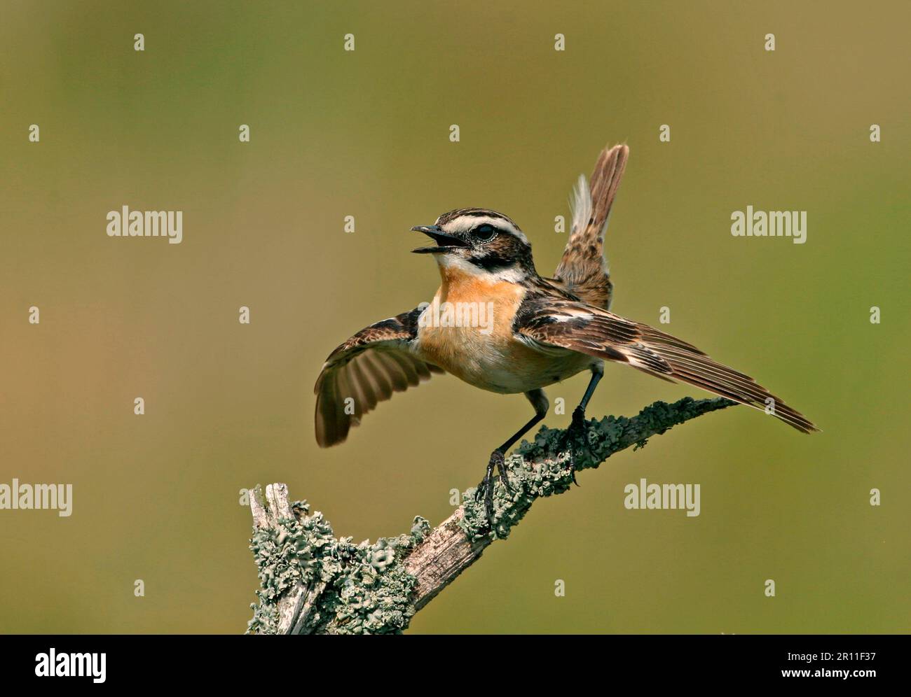 Whinchat (Saxicola rubetra), adult male, with outstretched wings, Scotland, Great Britain Stock Photo