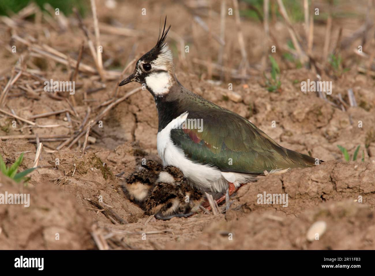 Northern northern lapwing (Vanellus vanellus), adult female, harbouring chicks, standing in field, Midlands, England, Spring Stock Photo