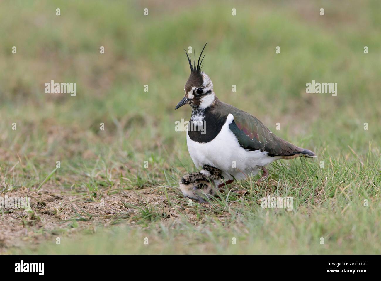 Northern northern lapwing (Vanellus vanellus), adult female, harbouring chicks under body, on grazing marsh, Suffolk, England, United Kingdom Stock Photo