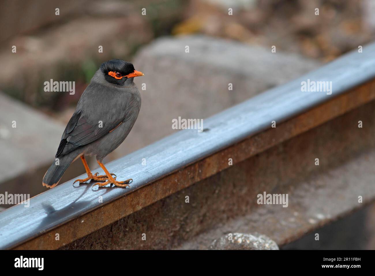 Bank mynas (Acridotheres ginginianus), starling, starlings, songbirds, animals, birds, Bank myna adult, standing on railway track, Delhi, India Stock Photo