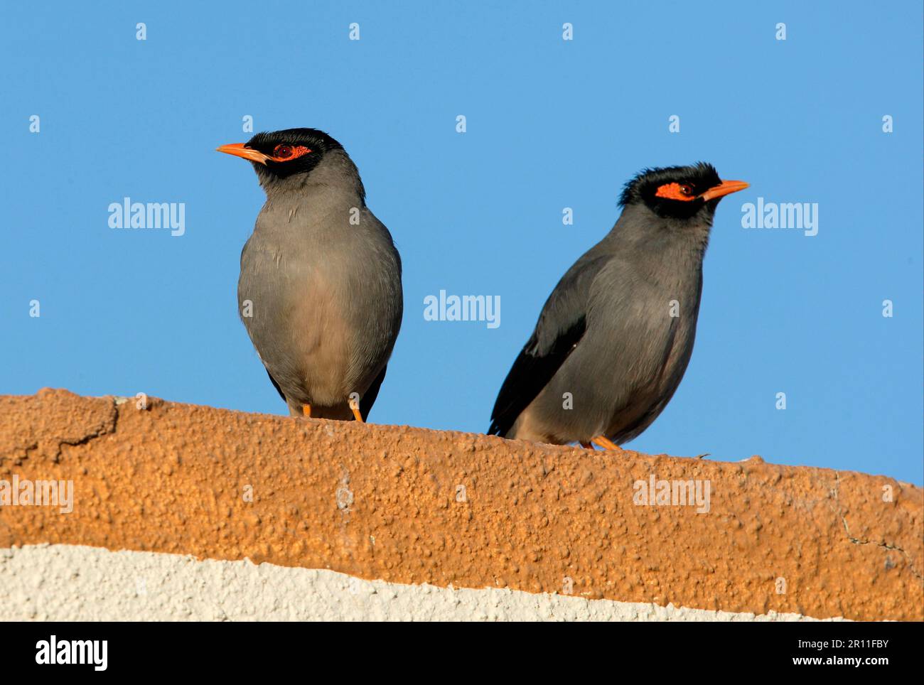 Bank Mynah, bank mynas (Acridotheres ginginianus), Starling, Starlings, Songbirds, Animals, Birds, Bank Mynah two adults, perched on roof, Gujarat Stock Photo
