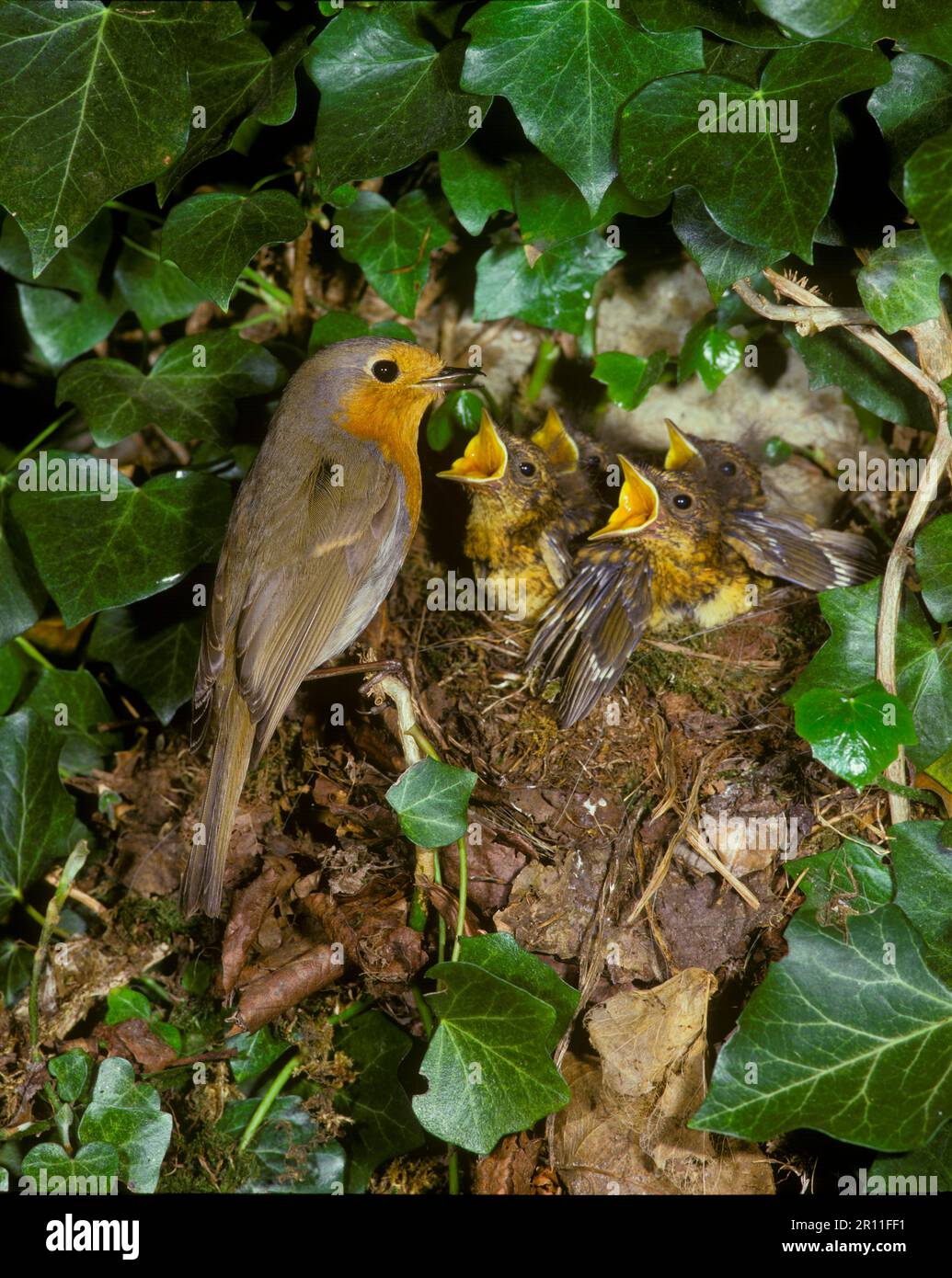 European robin (Erithacus rubecula) At the nest with food in the beak, young demanding (S) Stock Photo