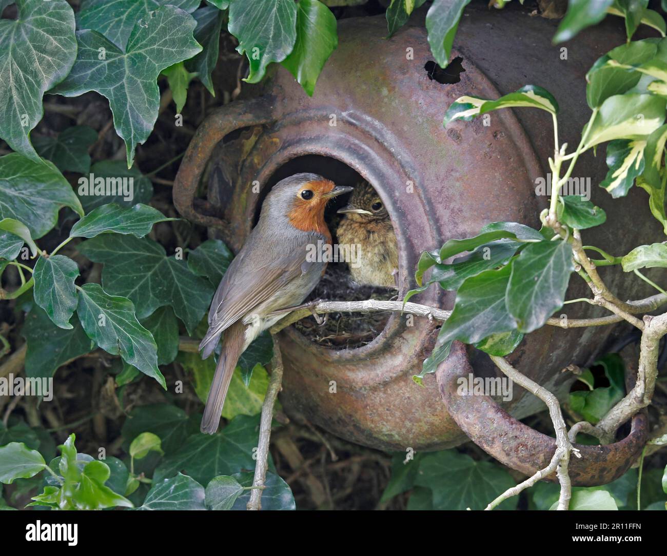 European Robin (Erithacus rubecula) adult with chick, at nest in old kettle, on ivy covered garden wall, Staffordshire, England, United Kingdom Stock Photo