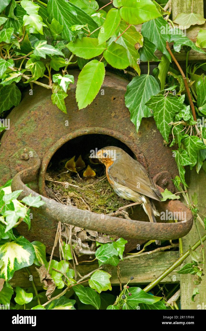 European european robin (Erithacus rubecula) adult, feeding chicks at nest, nesting in old iron kettle, Sussex, England, United Kingdom Stock Photo