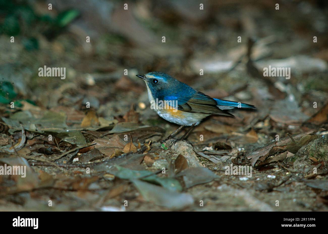 Red-flanked bluetail, Red-flanked bluetail (Tarsiger cyanur…