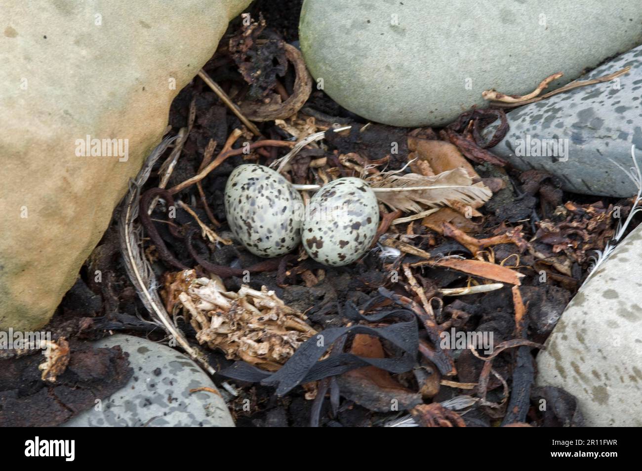 South American south american tern (Sterna hirundinacea) two eggs in nest, Sea Lion Island, East Falkland Stock Photo