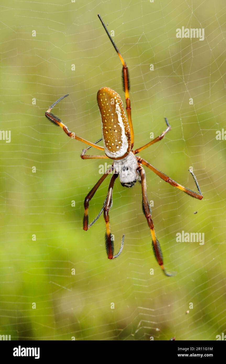 Golden silk spider, Golden silk spiders, Other animals, Spiders