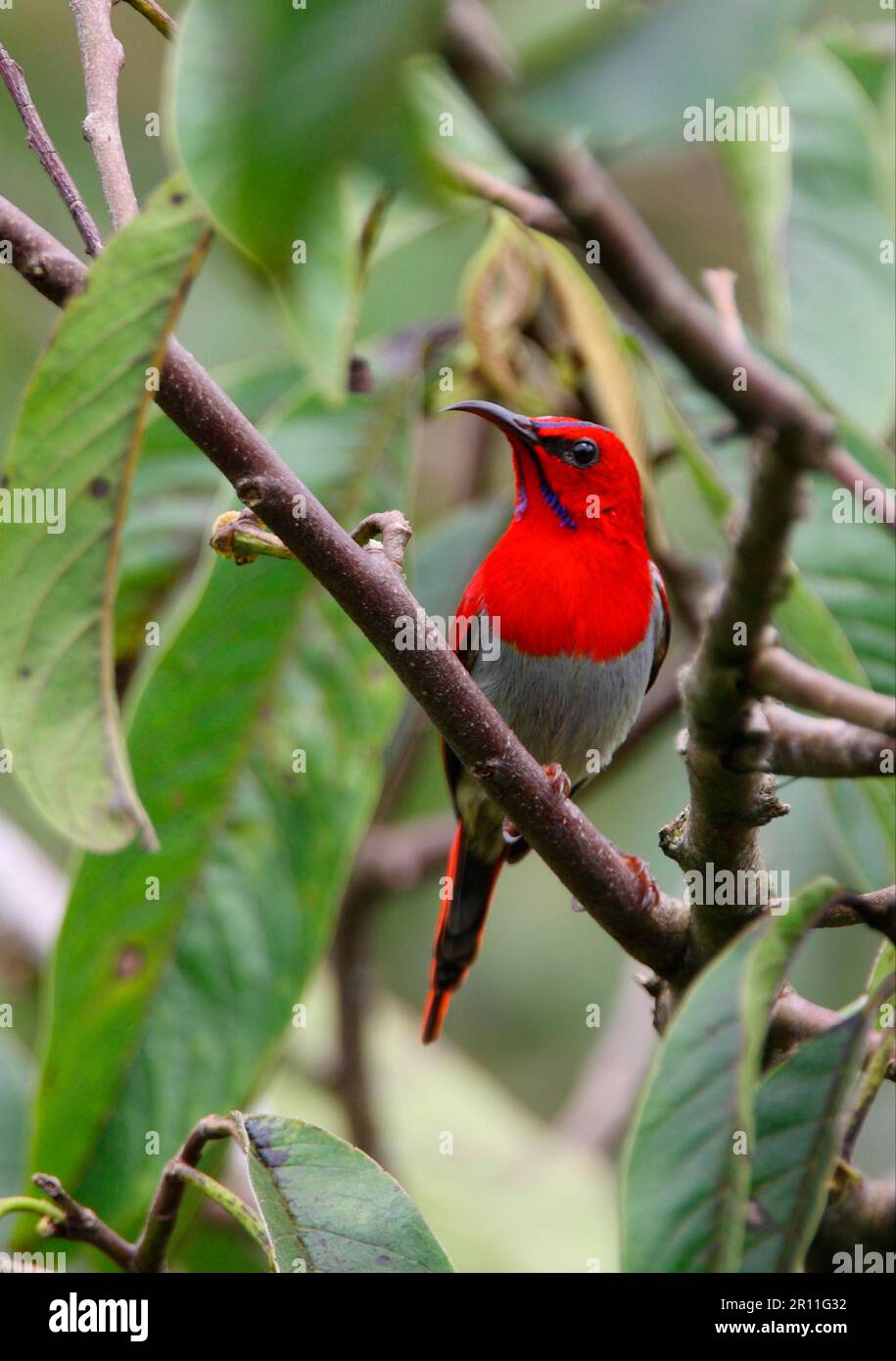 Temminck's Sunbird, Temminck's Sunbird, Temminck's Sunbirds, Nectar Birds, Songbirds, Animals, Birds, Temminck's Sunbird (Aethopyga temminckii) adult Stock Photo