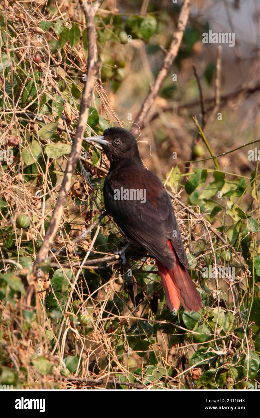 Maroon Oriole (Oriolus traillii) adult female, perched on twig, Corbett N. P. Uttarakhand, India Stock Photo