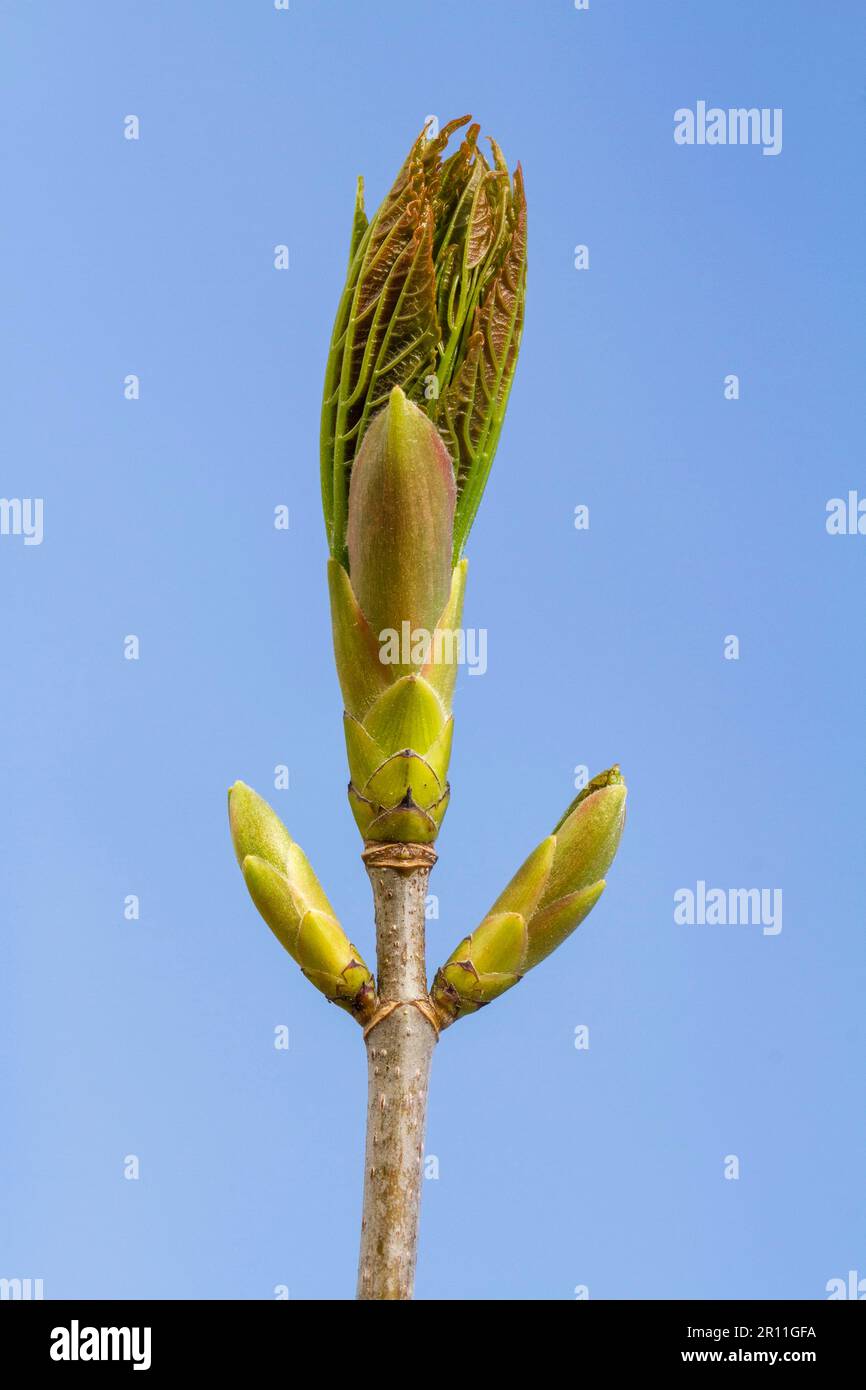 Sycamore maple maple (Acer pseudoplatanus), leaf buds Stock Photo