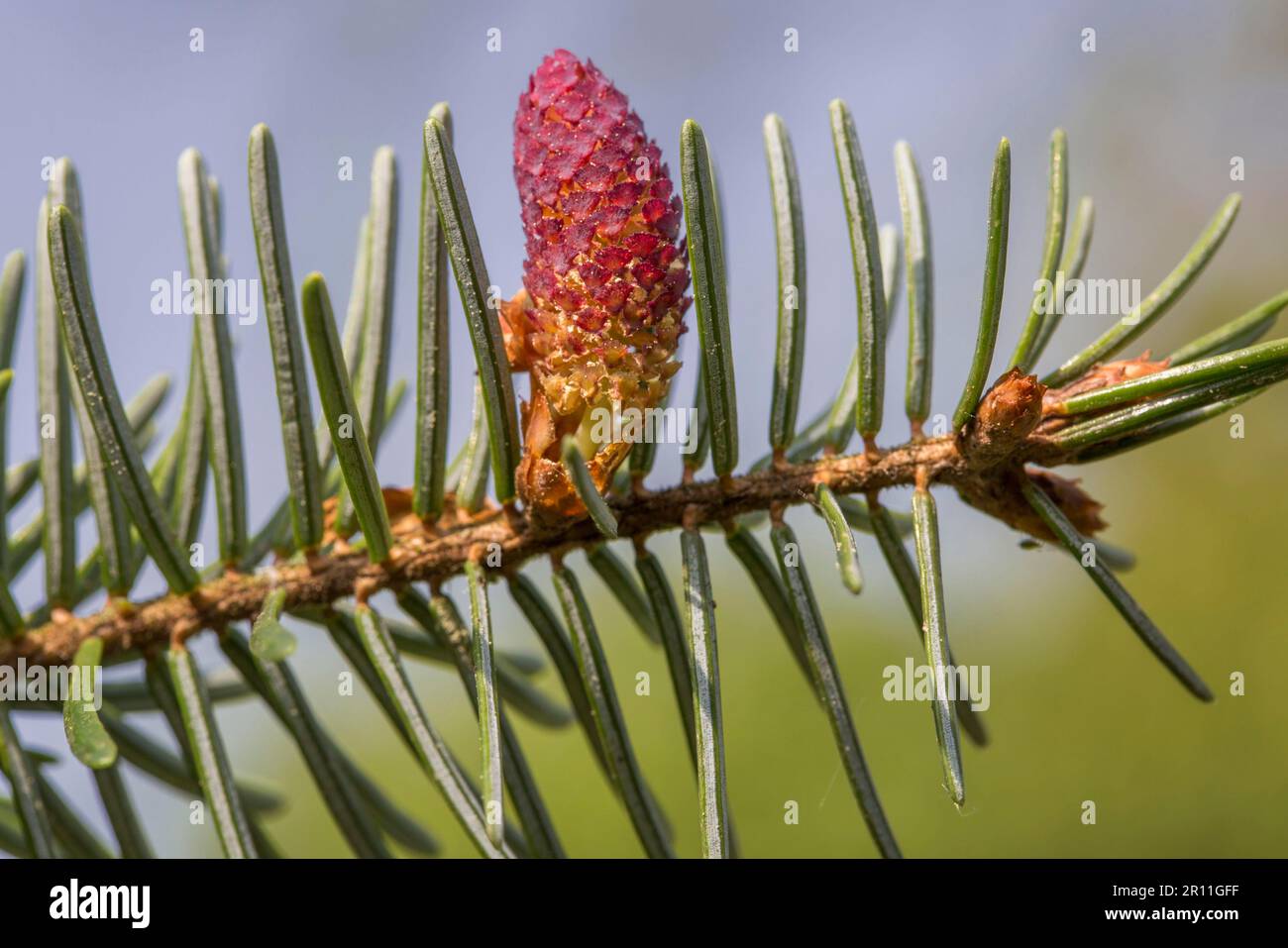 European silver fir (Abies alba) Stock Photo