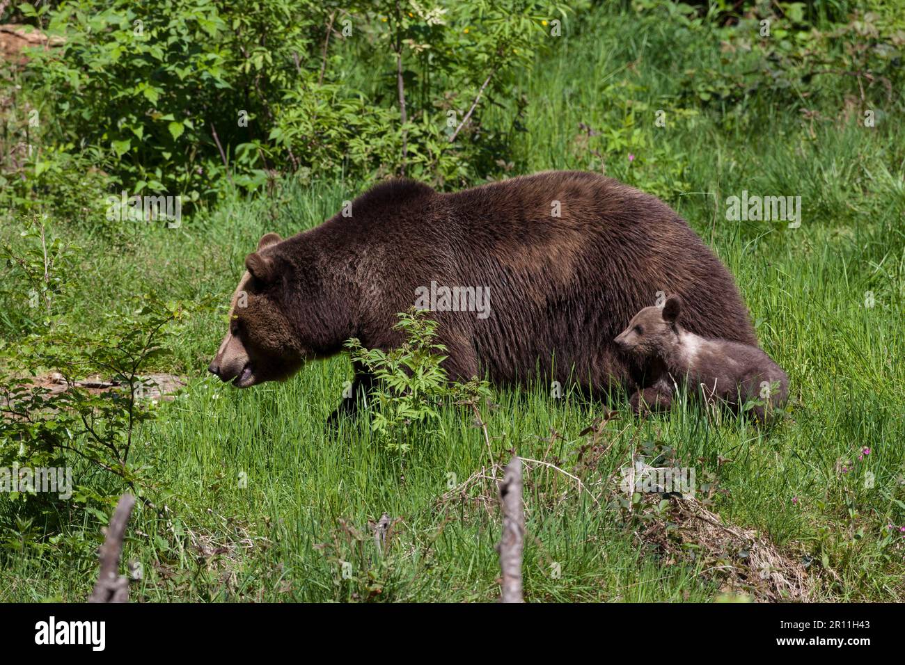 Brown bear (Ursus arctos) with young, Bavarian Forest National Park ...