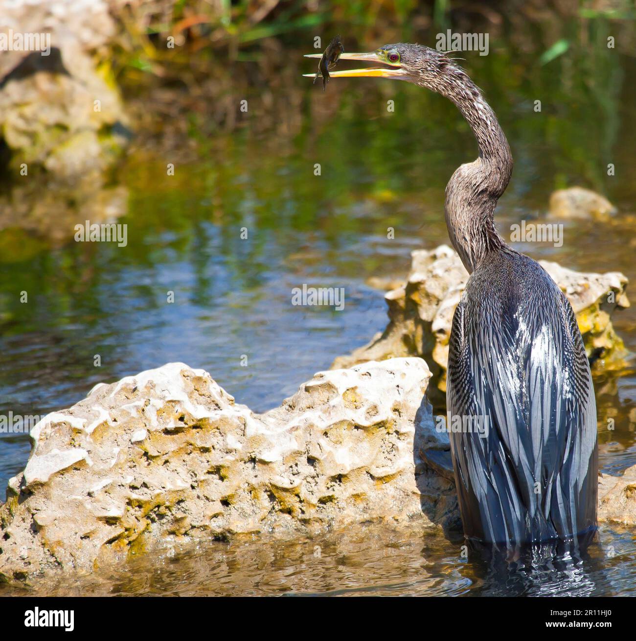 Heron fish hi-res stock photography and images - Alamy