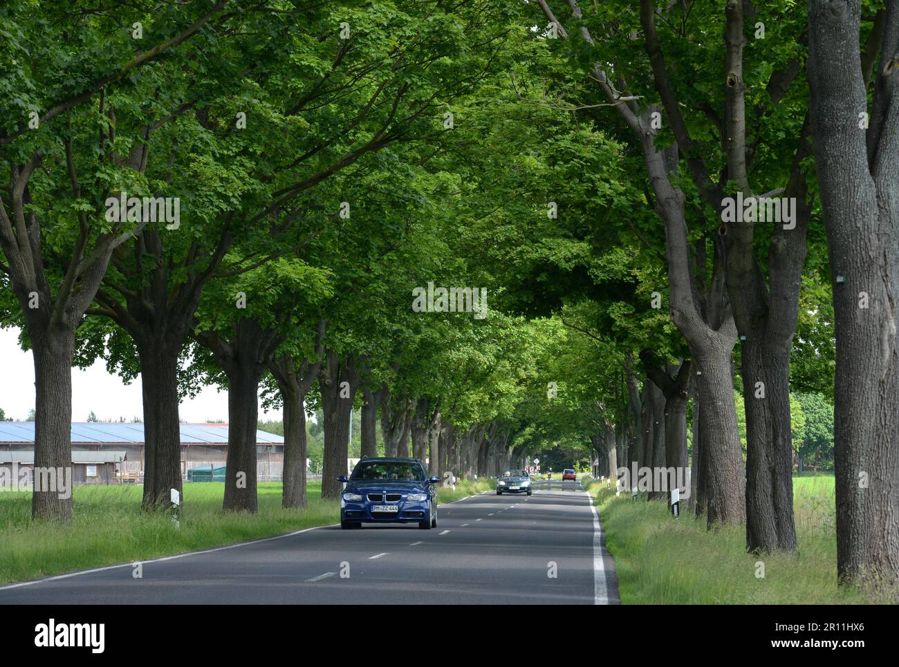 Tree-lined avenue, country road, L88, Brandenburg, Germany Stock Photo