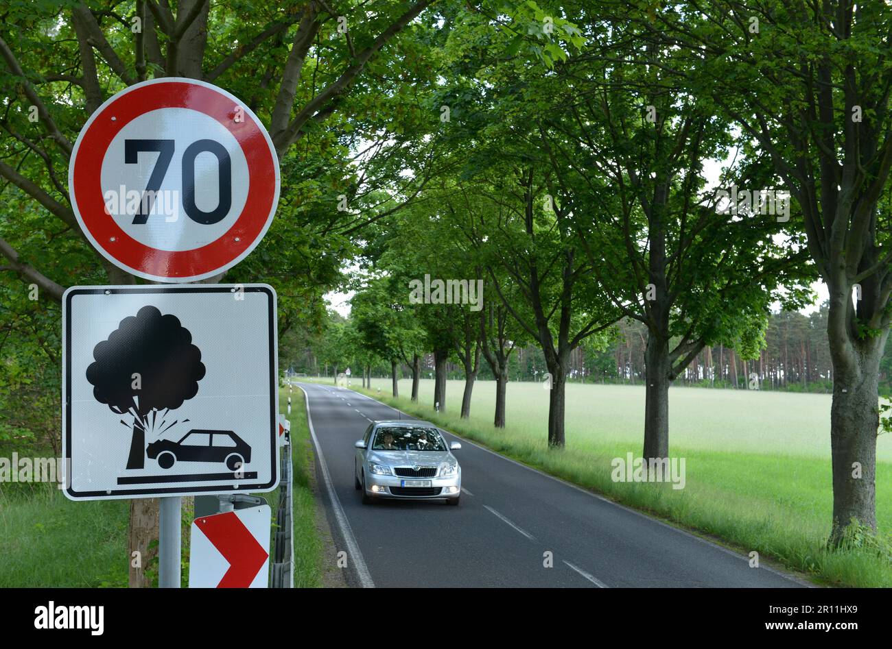Tree-lined avenue, country road, L88, Brandenburg, Germany Stock Photo