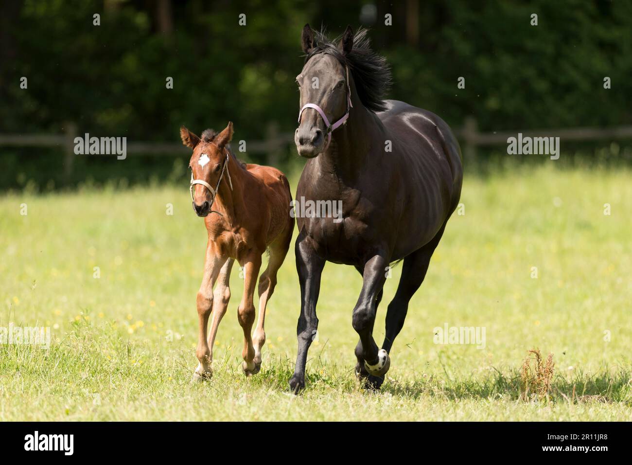 English thoroughbred, mare and foal, Baden-Wuerttemberg, Germany Stock Photo