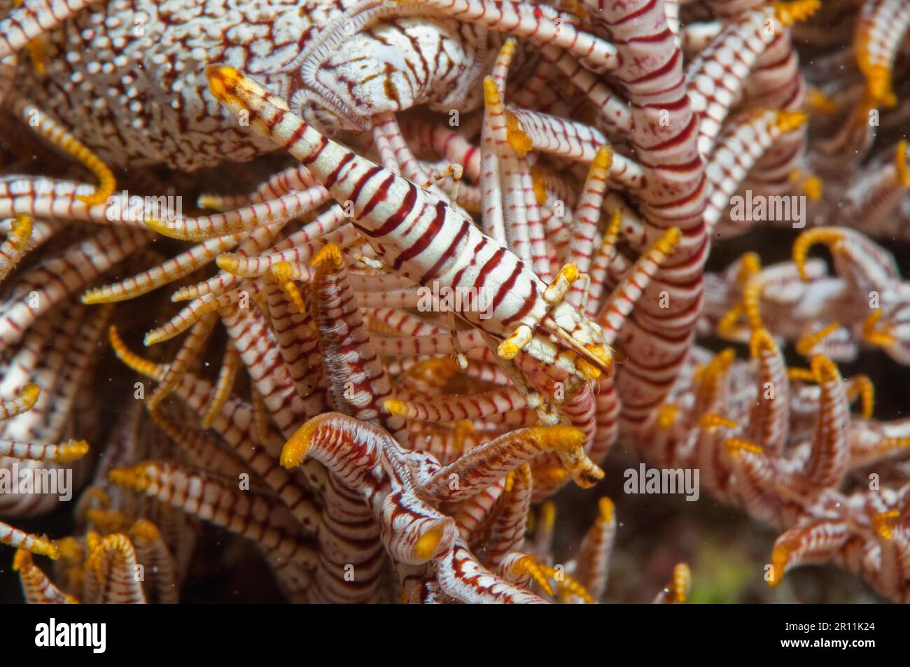 Feather star shrimp, partner shrimp (Laomenes pardus) Stock Photo