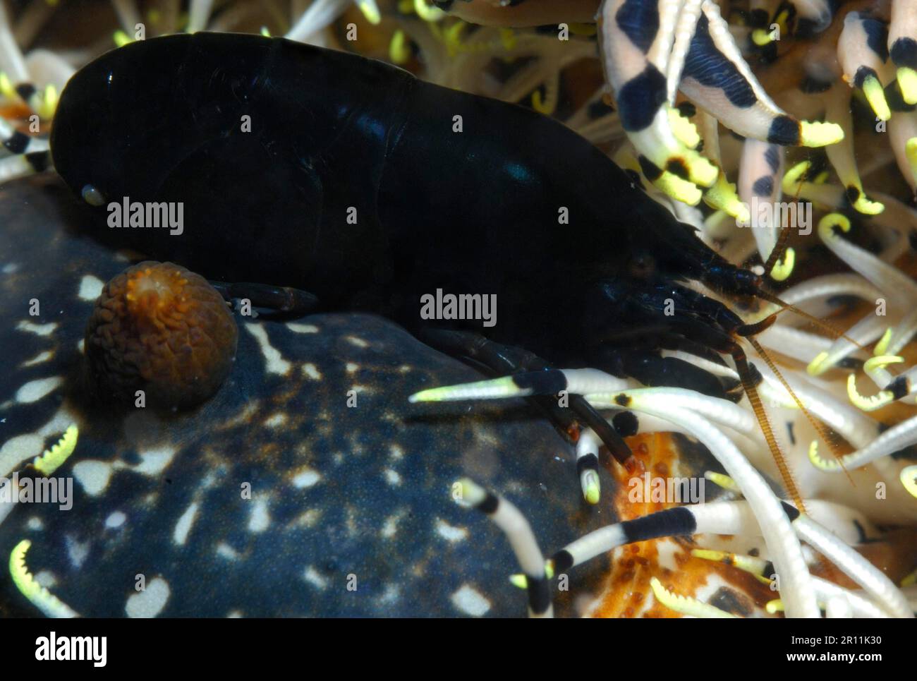 Black Crinoid Shrimp in feather star, Cabilao, Philippines, Philippine Sea, Asia (Synalpheus spec.) Stock Photo