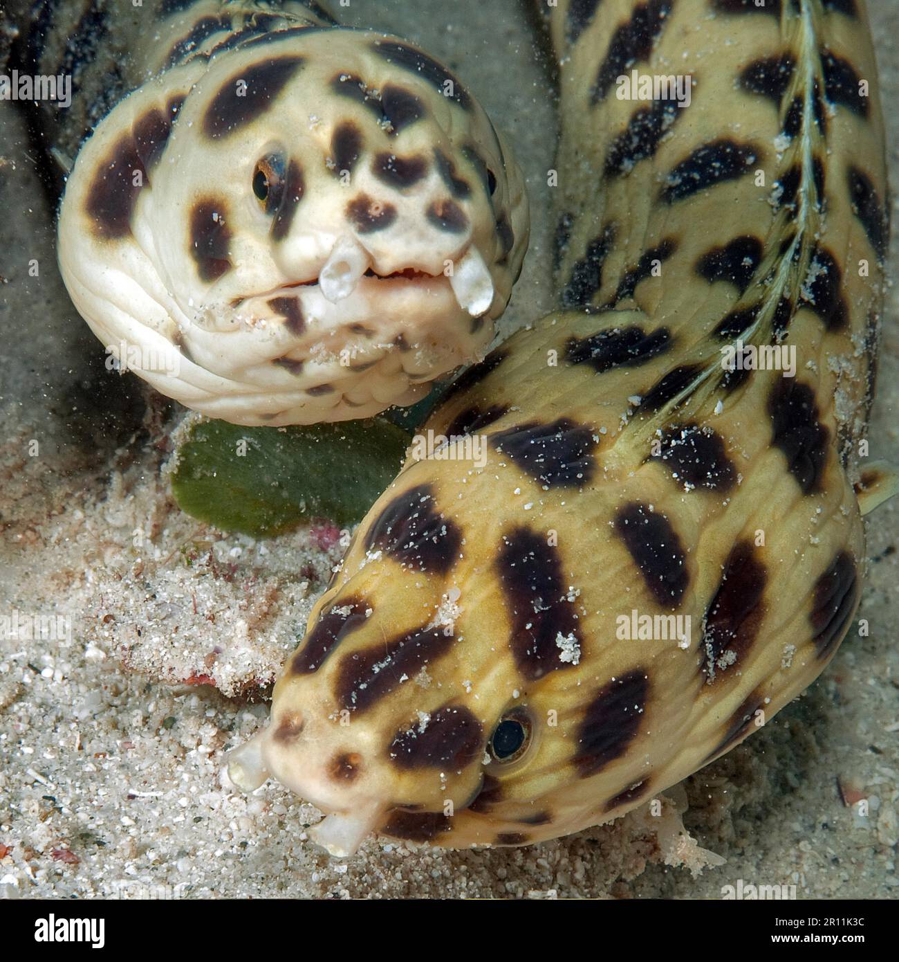 Spotted Snake Eel, Mauritius, Africa, Indian Ocean (Myrichthys maculosus) Stock Photo