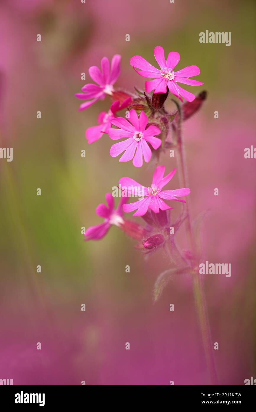 Red campion (Silene dioica), Baden-Wuerttemberg, Germany Stock Photo