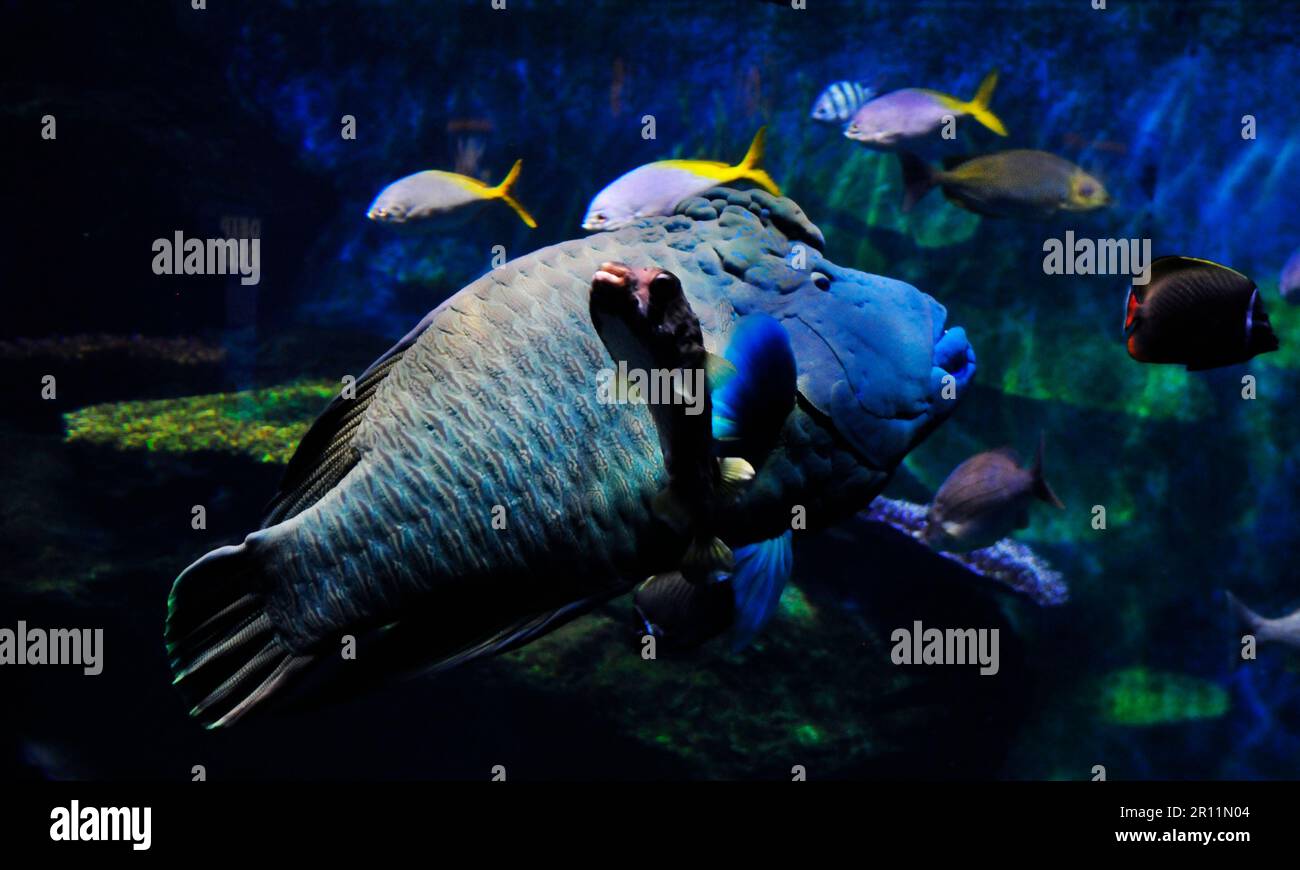Humphead wrasse fish in the Sea Life Ocean world in Bangkok, Thailand. Stock Photo