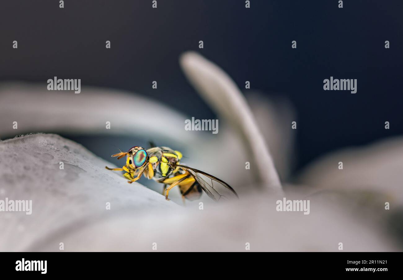 Oriental Fruit Fly or Bactrocera Dorsalis on white flowers, Close up of insects concept, Flower in Thailand. Stock Photo