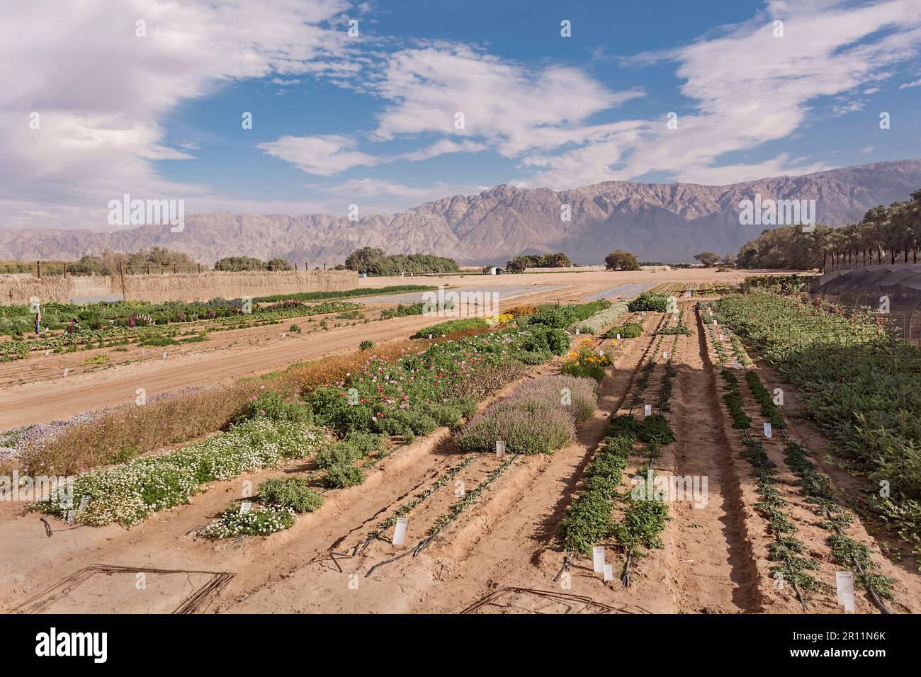 experimental farm in the Arava Desert in Rift Valley in Israel with the mountains of Jordan and a partly cloudy sky in the background Stock Photo