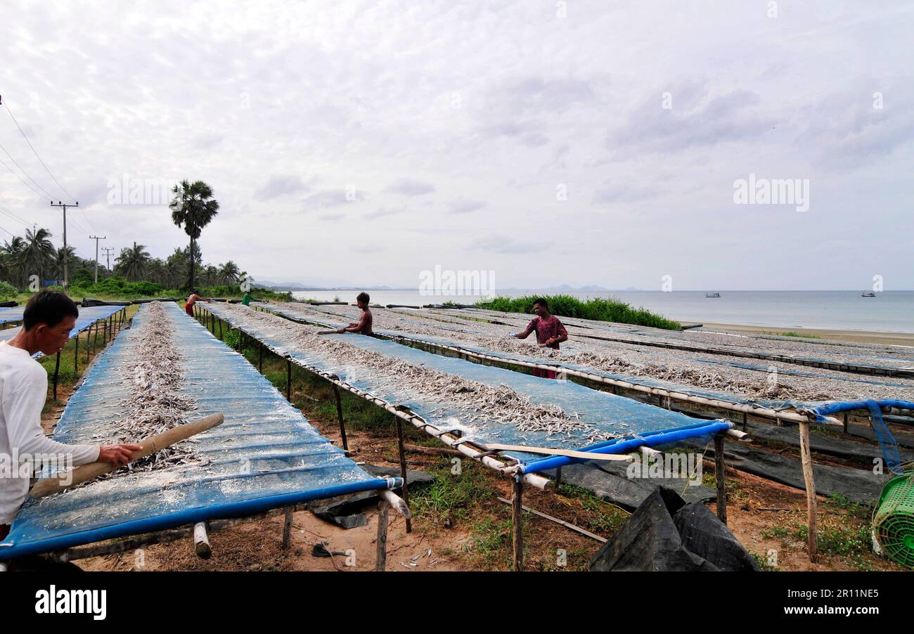 Drying anchovies in a anchovy processing unit in Ban Sapan, Prachuap