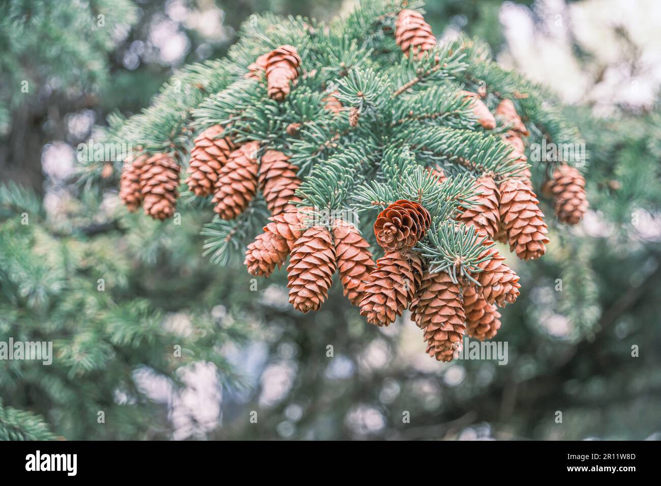 Fir tree branches cones hi-res stock photography and images - Alamy