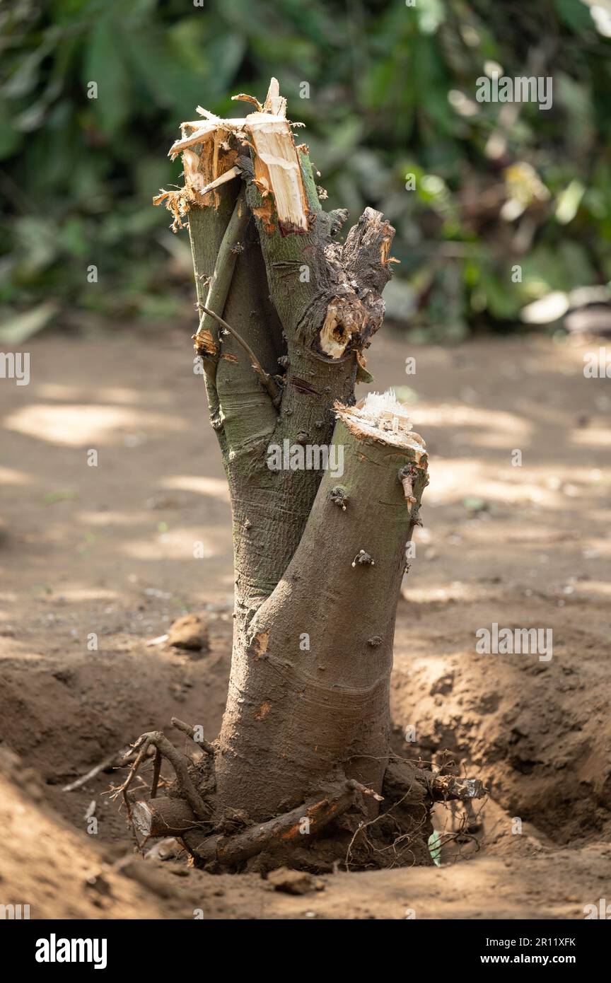 Deforestation home garden theme. Close up of tree trunk with roots in soil Stock Photo