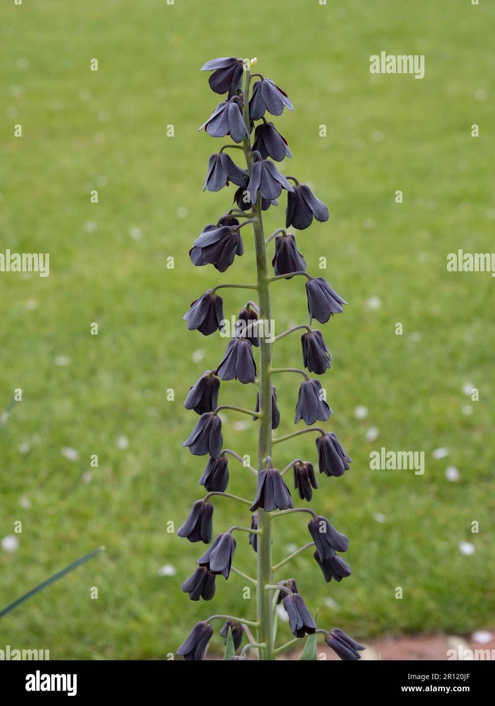 Fritillaria persica Stock Photo