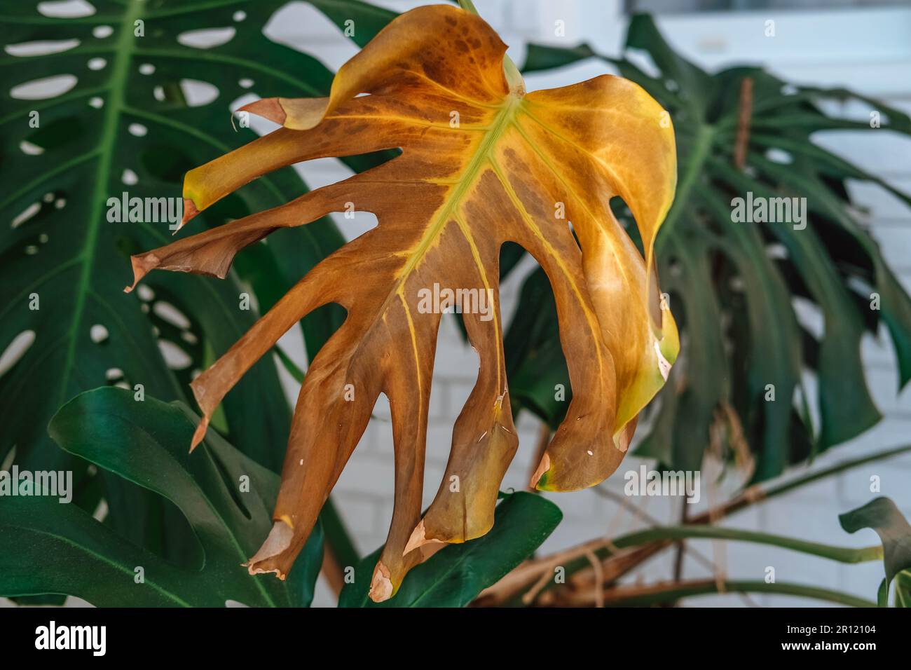 Close-up of yellow dried leaves of monstera due to over-watering of the plant. Plant disease. Stock Photo