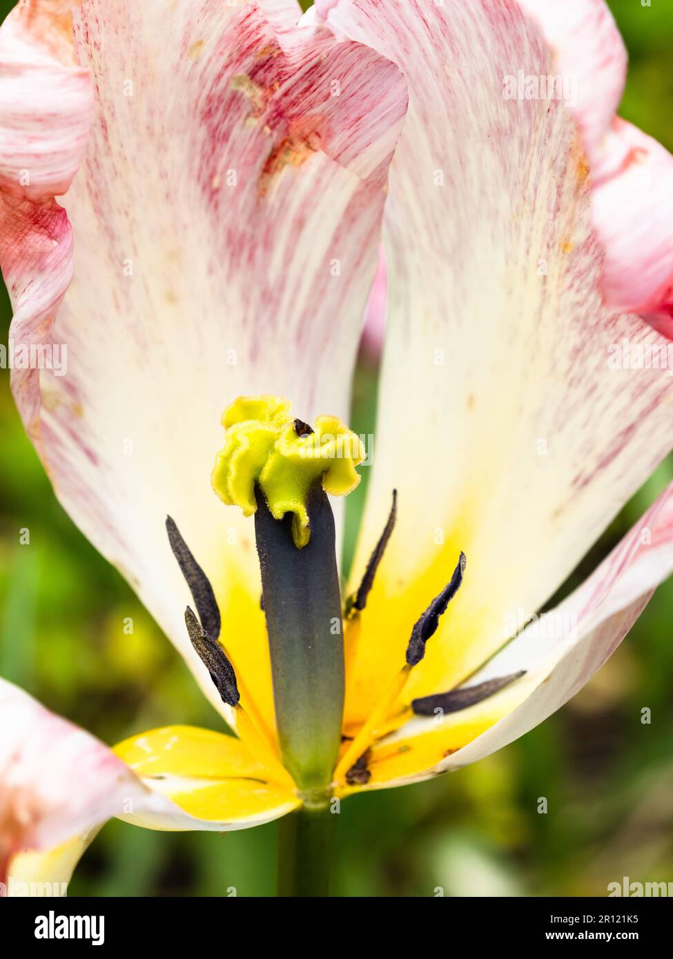 Tulip close up inside Stock Photo - Alamy