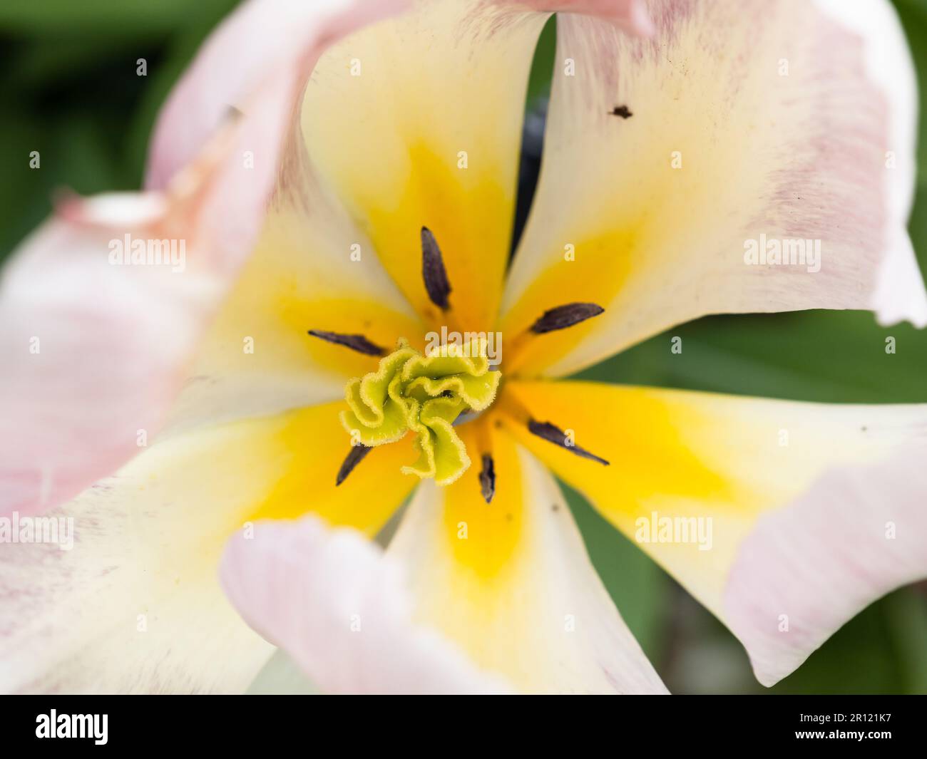 Tulip close up inside Stock Photo - Alamy