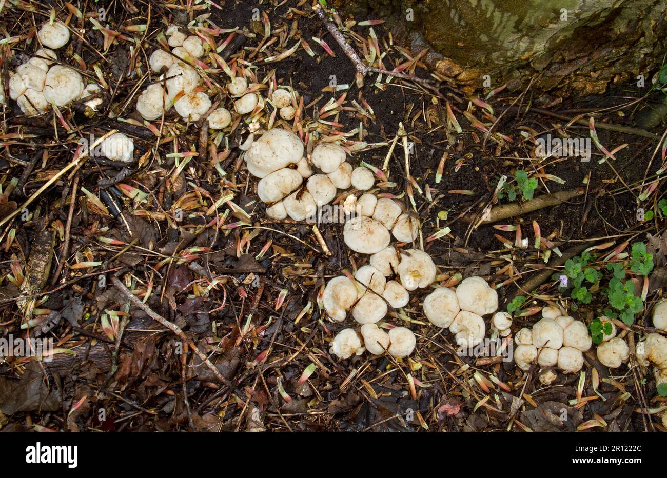 Row of St. George's mushrooms, growing on an underground root of a dead tree Stock Photo
