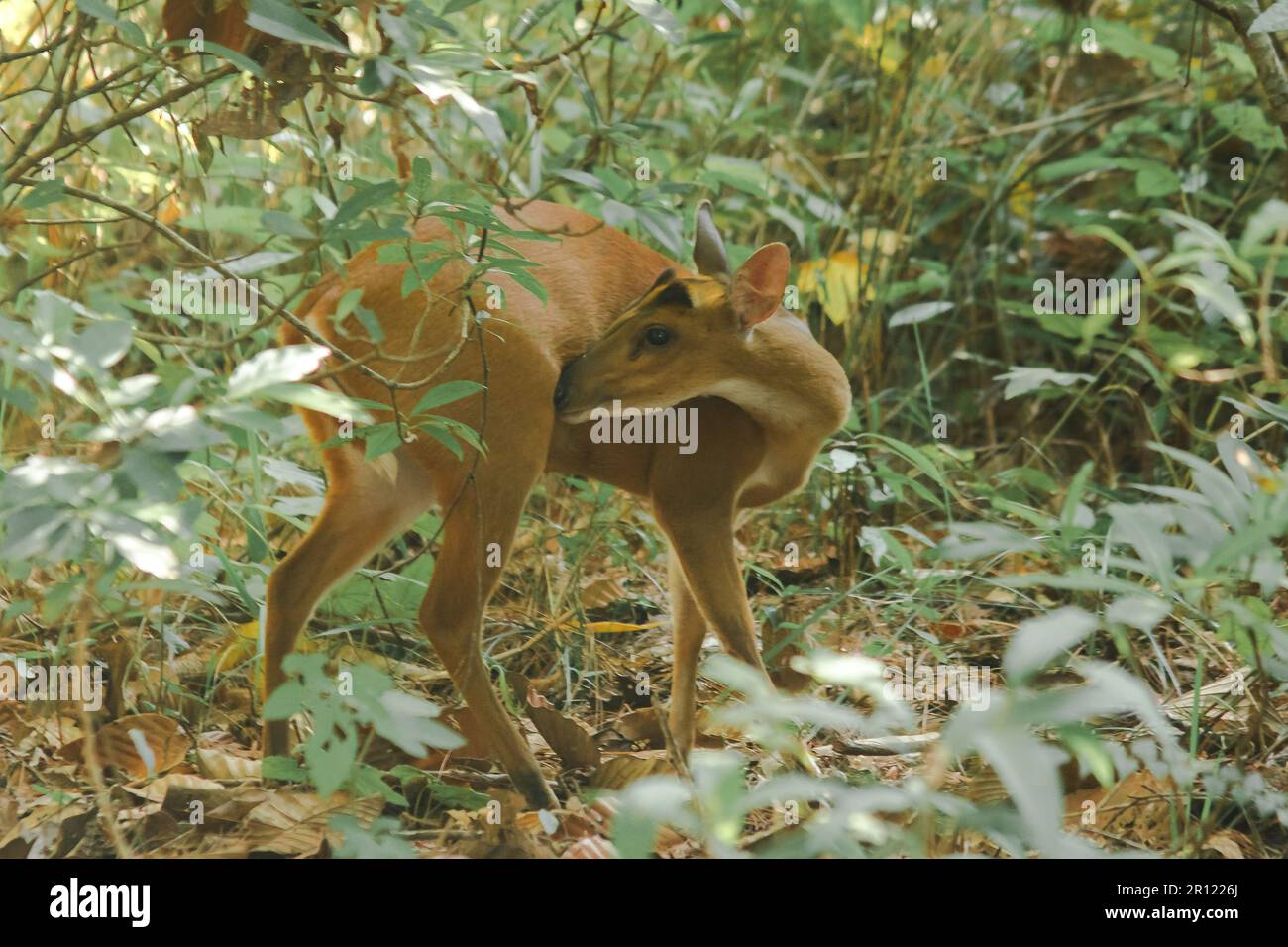 Barking Deer standing in the edge of the forest. A small deer They usually prefer to live alone in the grass and forests. Stock Photo