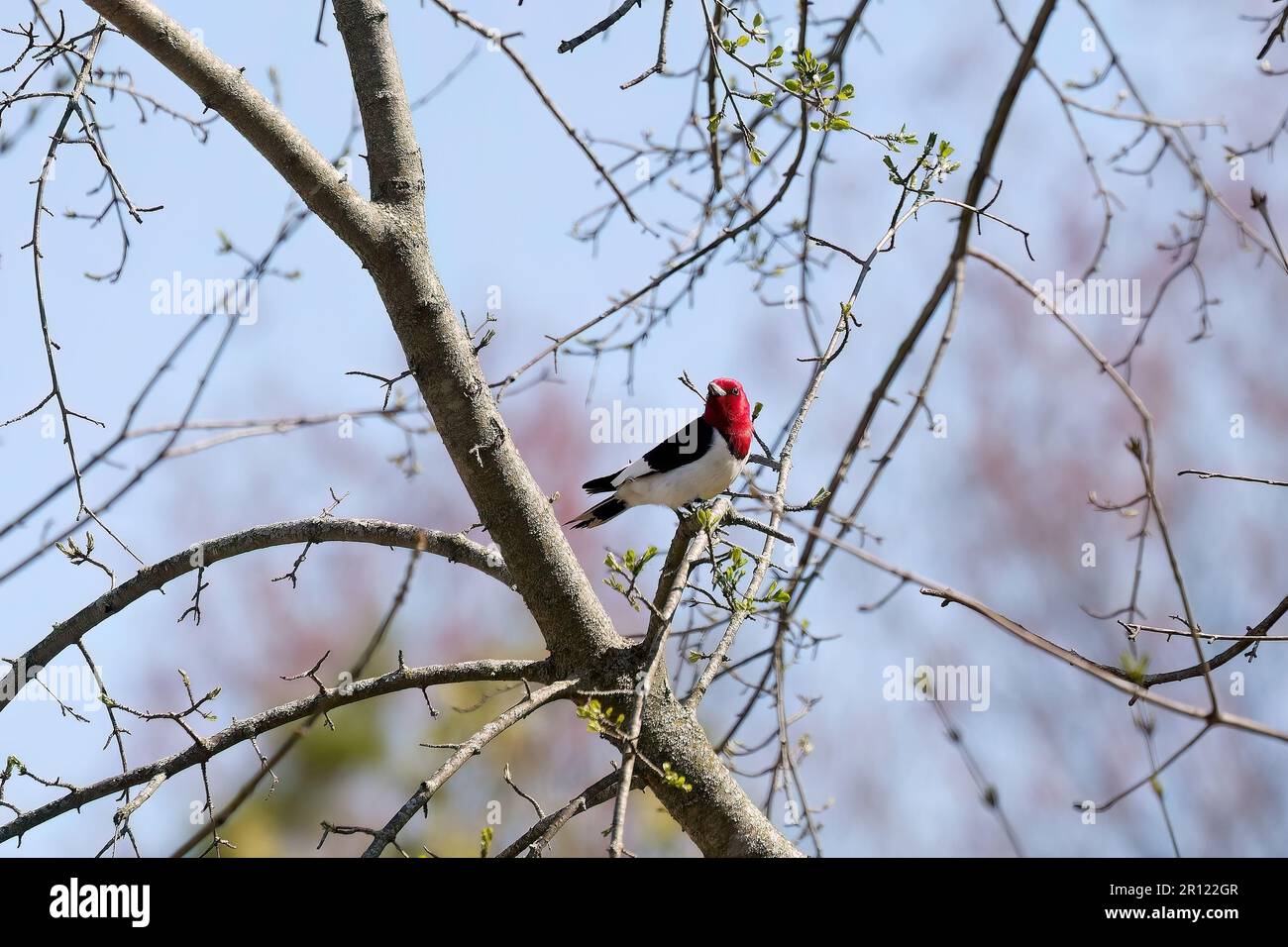 Red-headed Woodpecker,(Melanerpes erythrocephalus) bird in spring in the park during nesting Stock Photo