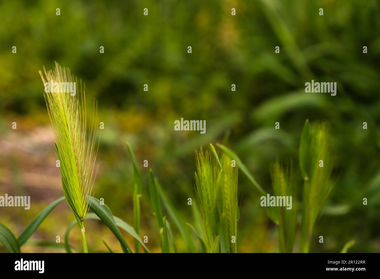 fresh green barley or jau for organic farming and beverage and food industry Stock Photo
