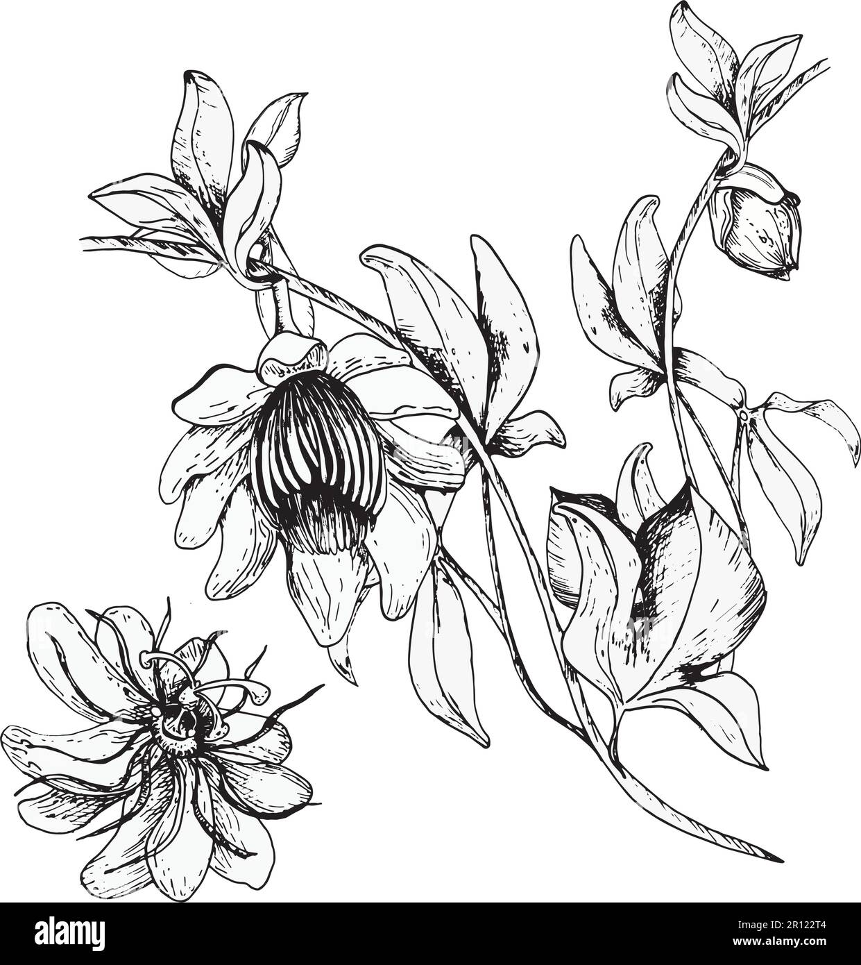 Passion flower plant illustration isolated on white. Blue tropical