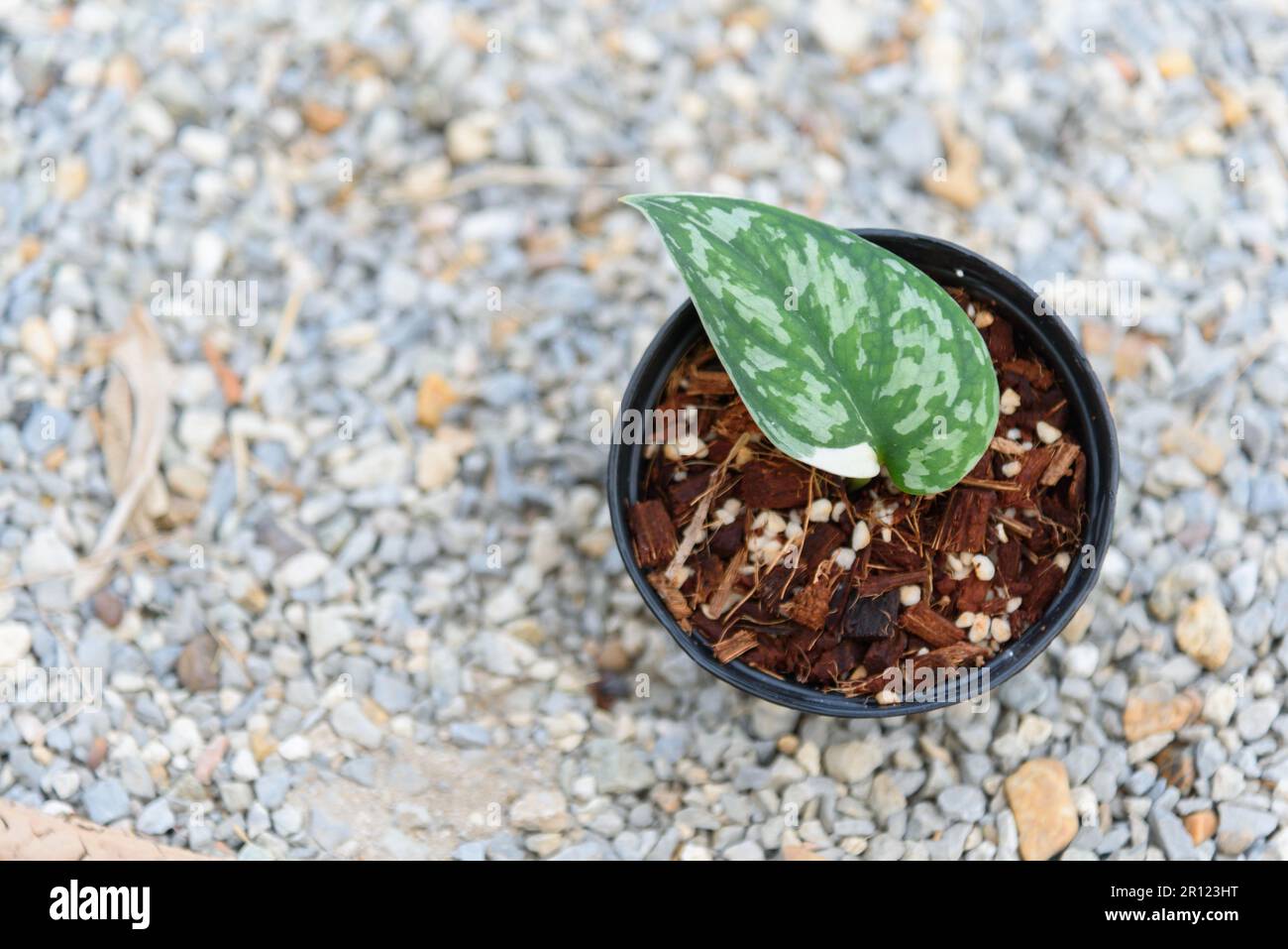 Scindapsus mayari hi-res stock photography and images - Alamy
