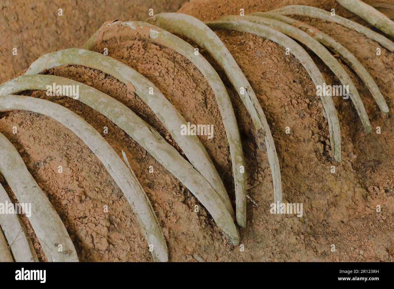 Ancient elephant fossils Millions of years old That were unearthed on ...