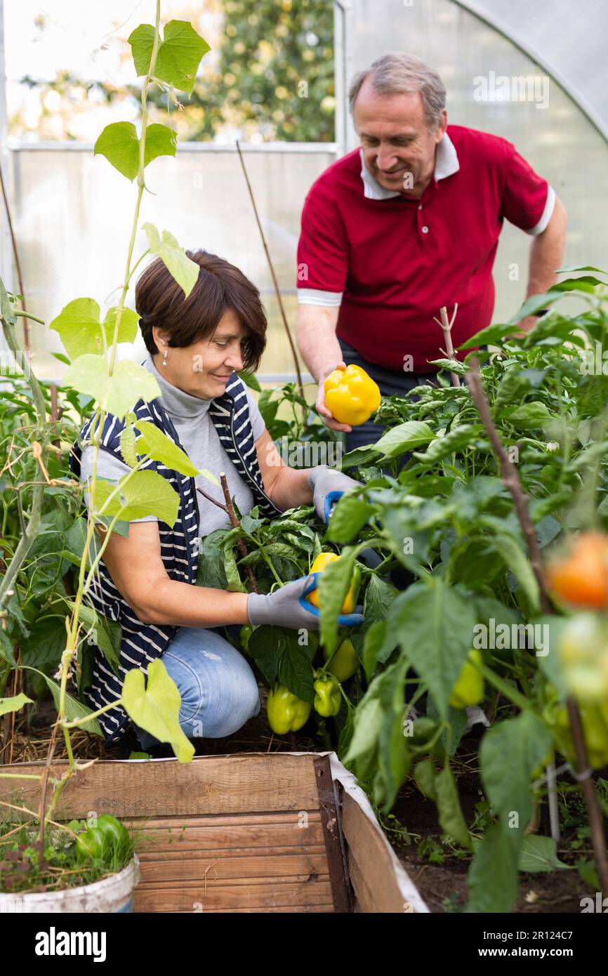 Old man and woman happily harvesting peppers in greenhouse Stock Photo ...