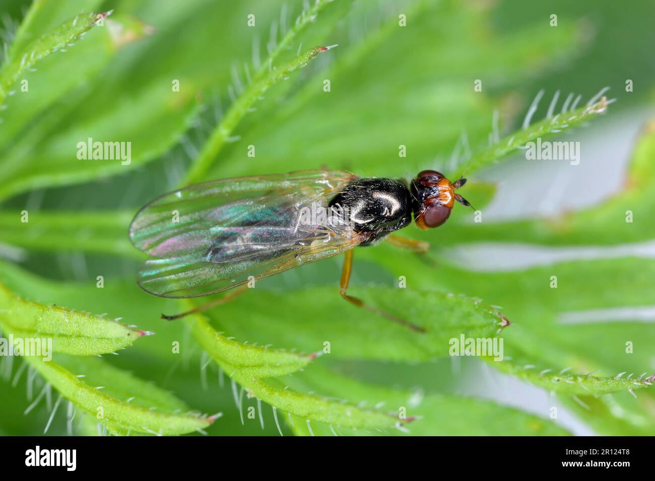 Carrot root fly, Chamaepsila rosae called also Psila rosa. Adult insect on carrot foliage. Stock Photo